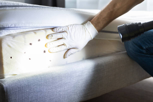 Best Best Pest Control Companies  in West Sharyland, TX