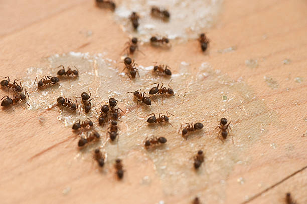 Best Cockroach Control Services  in West Sharyland, TX