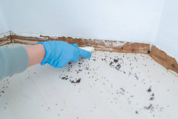 Best Pest Control for Homes  in West Sharyland, TX